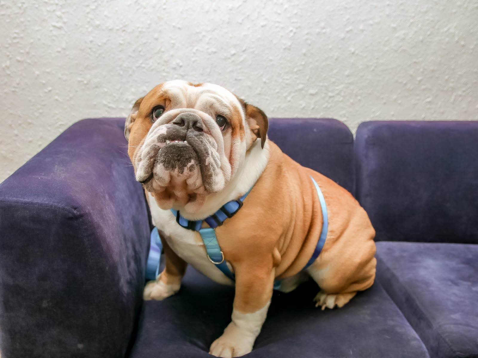 Cão descansando solto no sofá durante a hospedagem