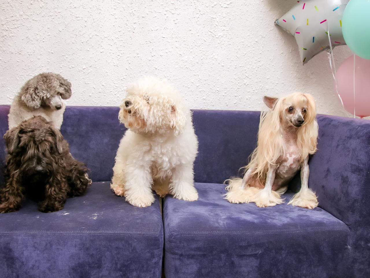 Três cães hospedados no sofá do Esteticão e Gato